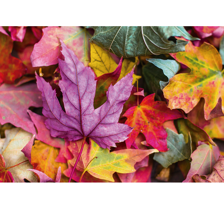 Fototapeter blommor färgglada bladmönster - Tenstickers