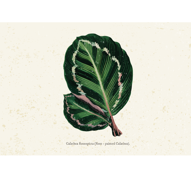 Fototapeter blommor calathea bladmotiv - Tenstickers