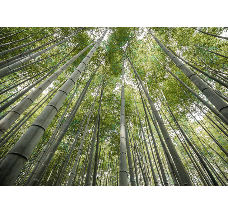 Fototapeter bambu hög bambu skog - Tenstickers