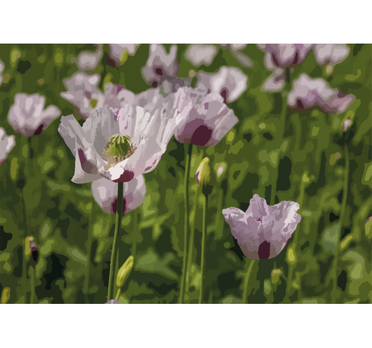 Fototapeter vallmor blomstrande elegans - Tenstickers