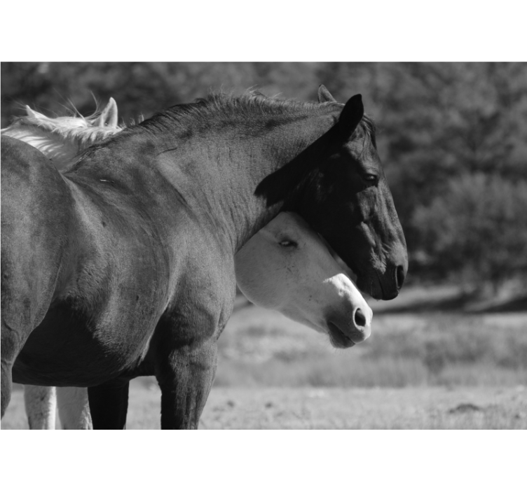 Fototapet svartvita hästar som kramas - Tenstickers