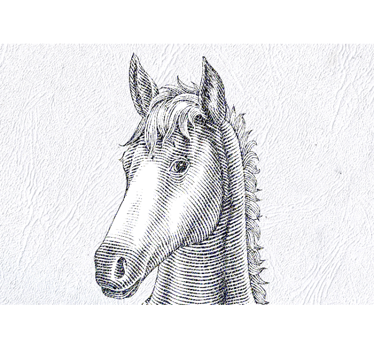 Fototapeter djur elegant hästporträtt - Tenstickers