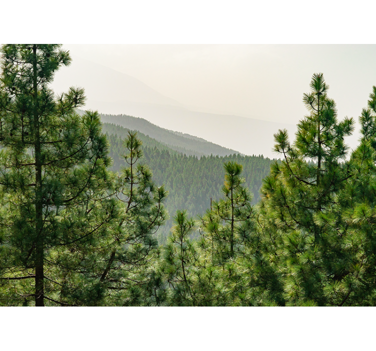 Trädkronor från ovan skog fototapet - Tenstickers