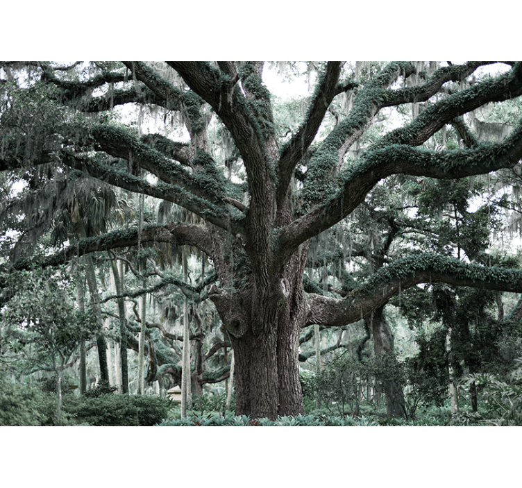 Majestätiska ekgrenar Fototapeter träd - Tenstickers