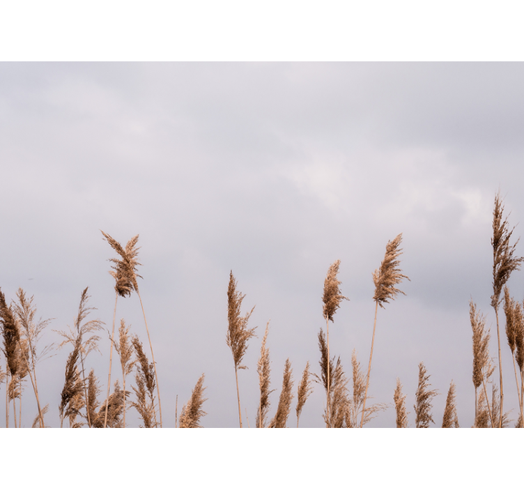 Fototapeter träd grässlöjor - Tenstickers