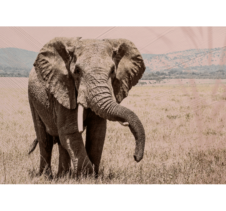 Fototapeter Övriga djur regal elefant aura - Tenstickers