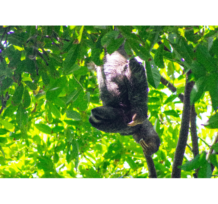 Fototapeter djur slenhänge med gröna växter - Tenstickers