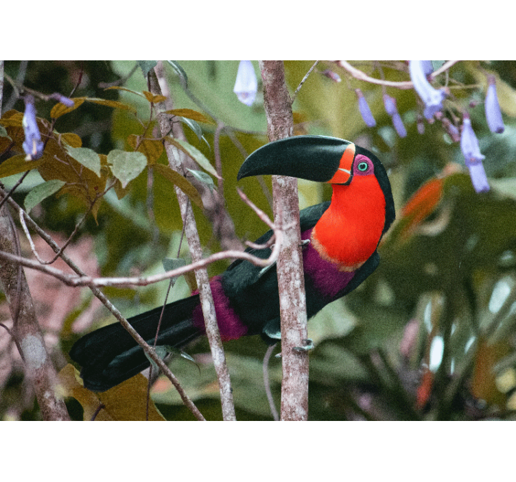 Fototapeter djur färgglad tukan utställning - Tenstickers
