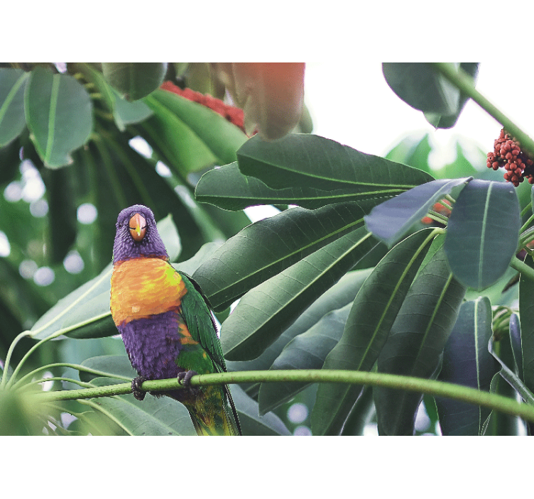 Fototapeter djur färgglad papegoja på gren - Tenstickers