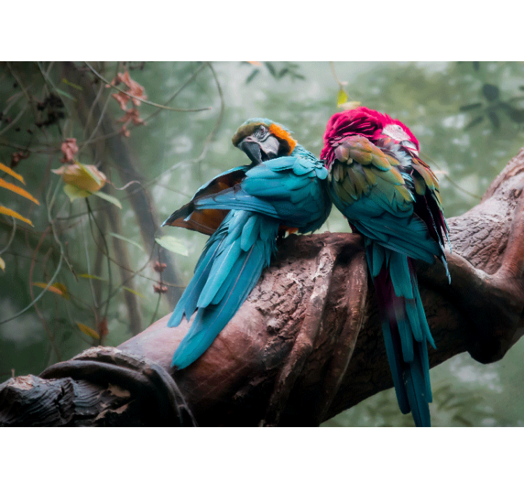 Fototapeter djur färgglada papegojor kramar - Tenstickers