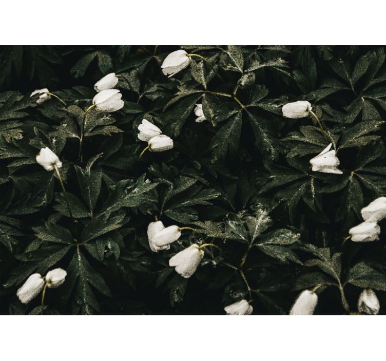 Fototapeter blommor mildvita blommor - Tenstickers