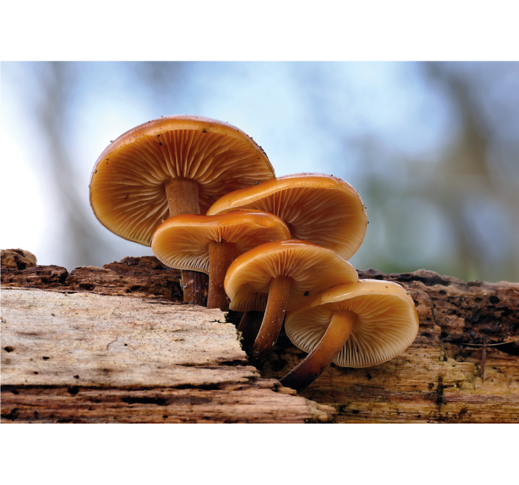 Fototapeter blommor svampkluster - Tenstickers