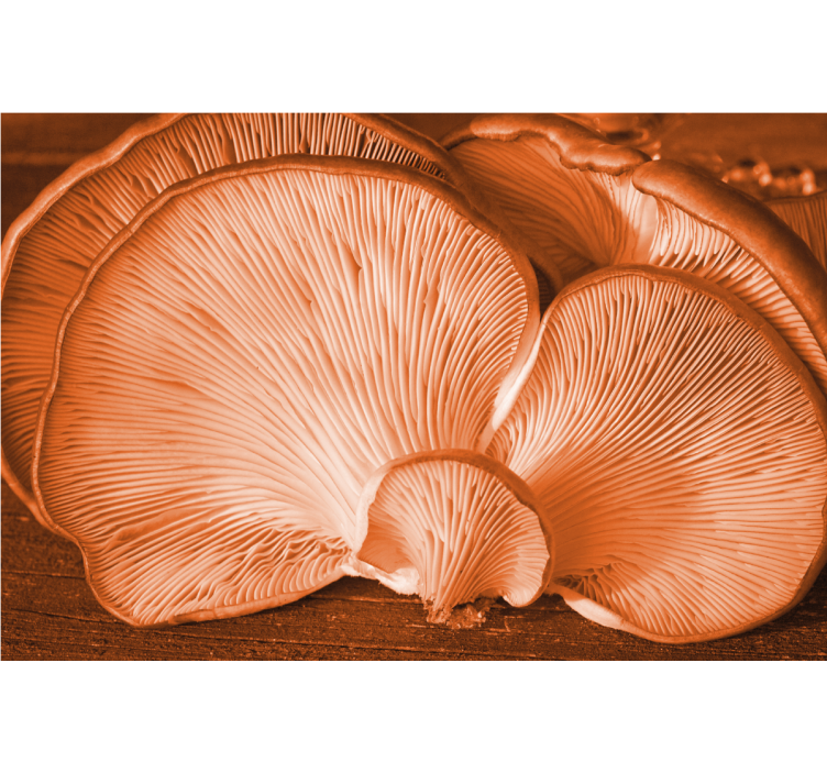 Fototapeter blommor svamptextur visning - Tenstickers