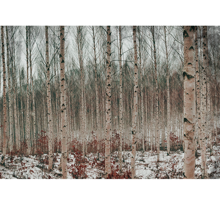 Fototapeter skogar björkskog landskap - Tenstickers