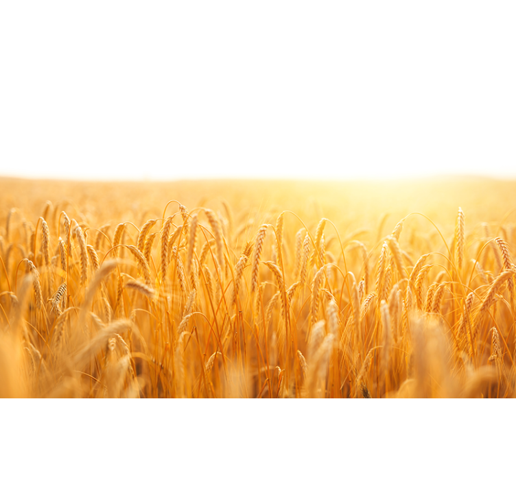 Vetefält estetiska färger natur fototapet - Tenstickers