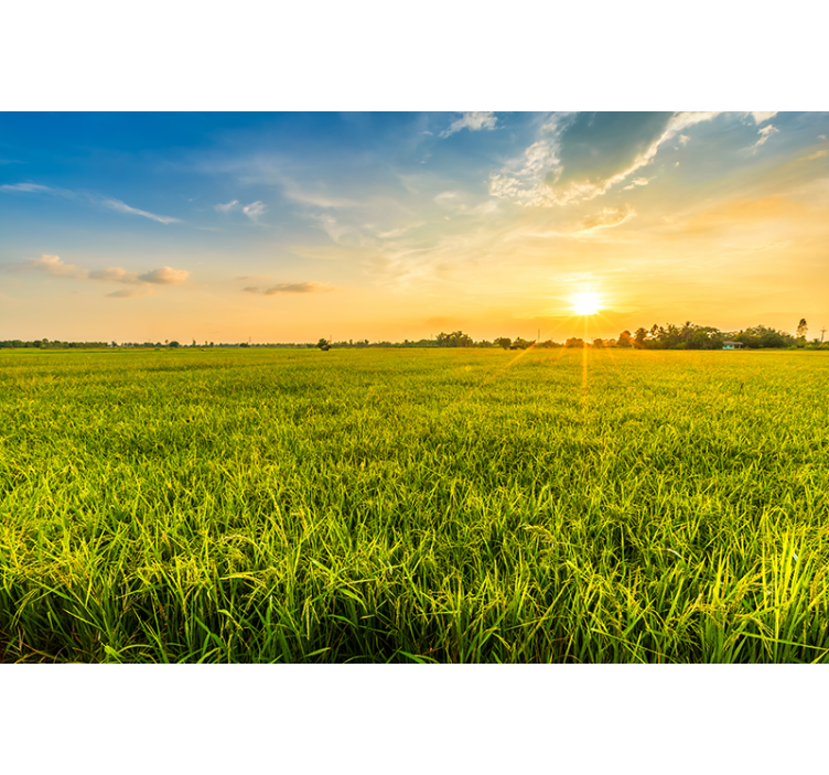 Fototapeter landskap solnedgång Över gröna fält - Tenstickers