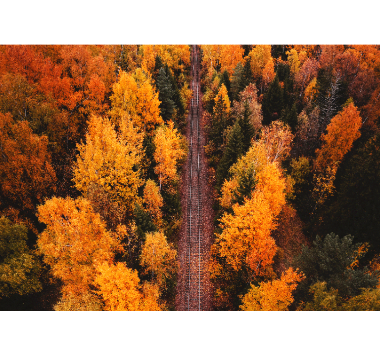 Fototapeter landskap höstskogsstig - Tenstickers