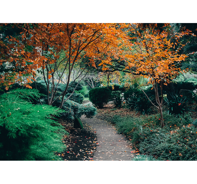 Fototapeter natur stig bland träden - Tenstickers