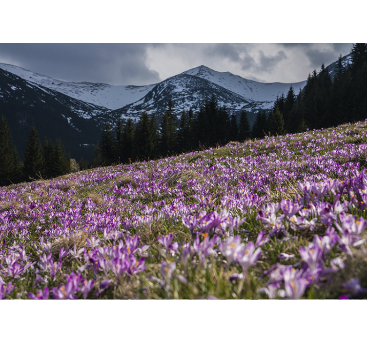 Fototapeter blommor krokusblomsterfält - Tenstickers