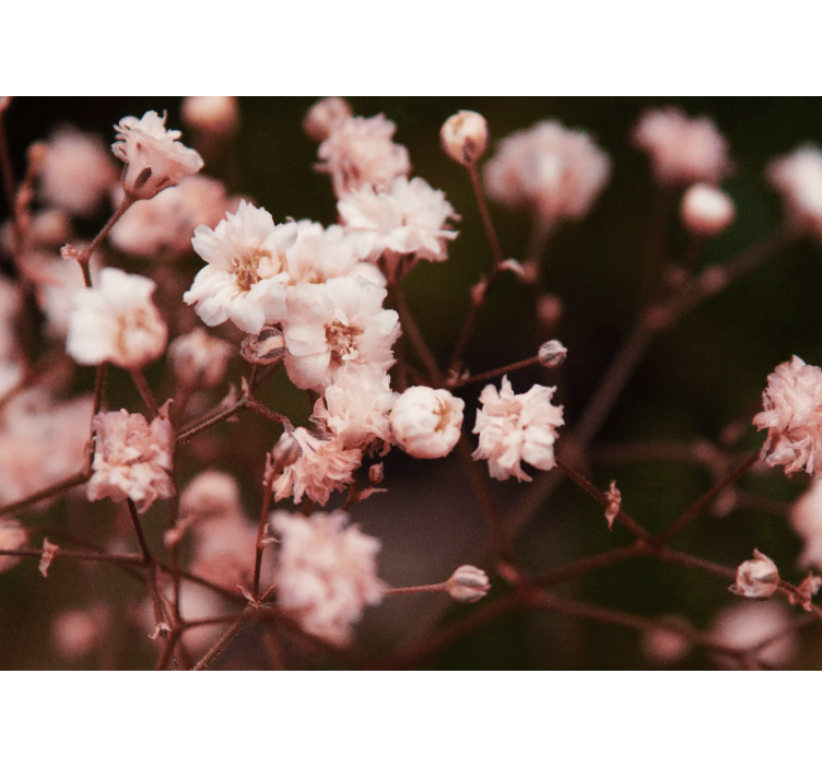 Fototapeter blommor fina blommande blommor - Tenstickers