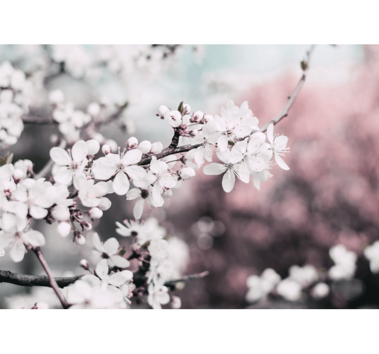 Vita körsbärsträd fototapeta - Tenstickers