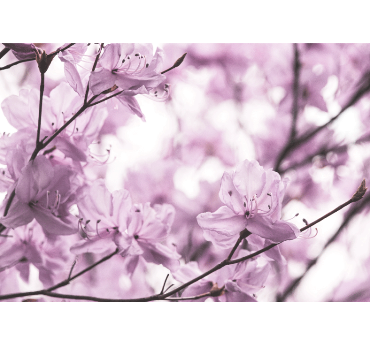 Fototapeter blommor delikata rosa blommor - Tenstickers