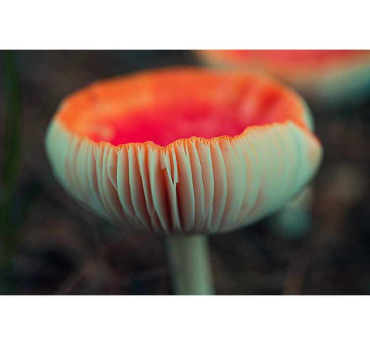 Fototapeter vallmor elegant vallmoblomma - Tenstickers