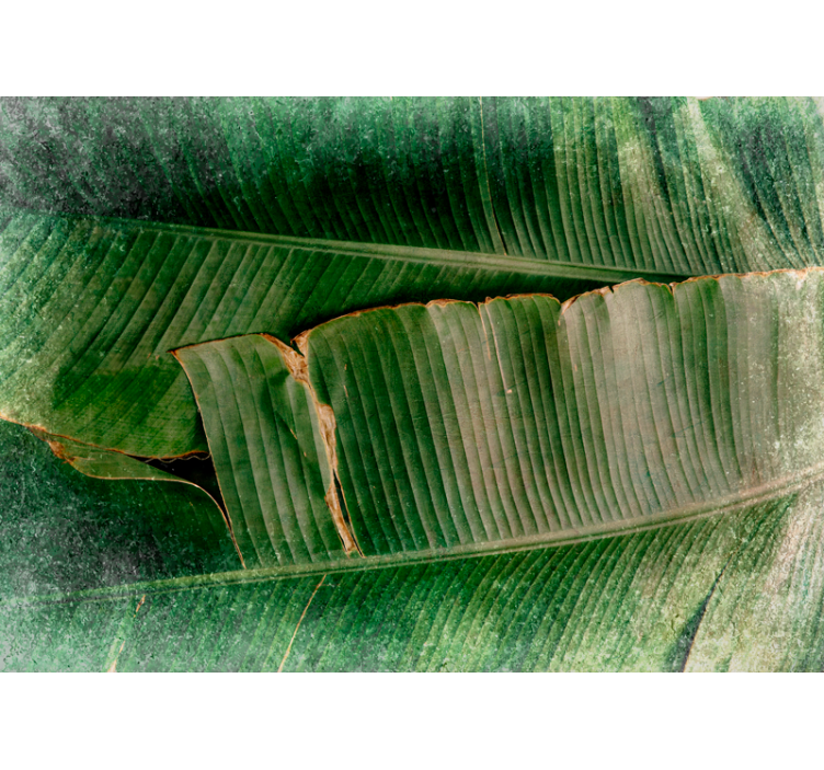 Fototapeter natur livfulla lövskikt - Tenstickers