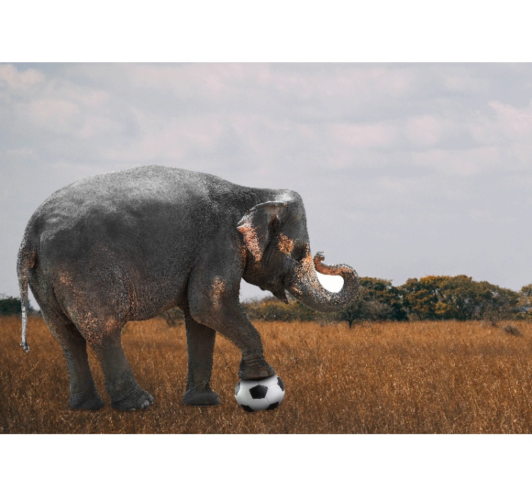 Fototapeter Övriga djur elefant som spelar fotboll - Tenstickers
