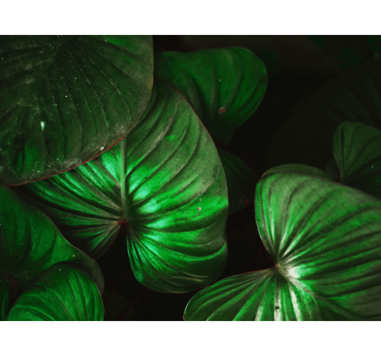 Fototapeter natur livliga gröna löv - Tenstickers