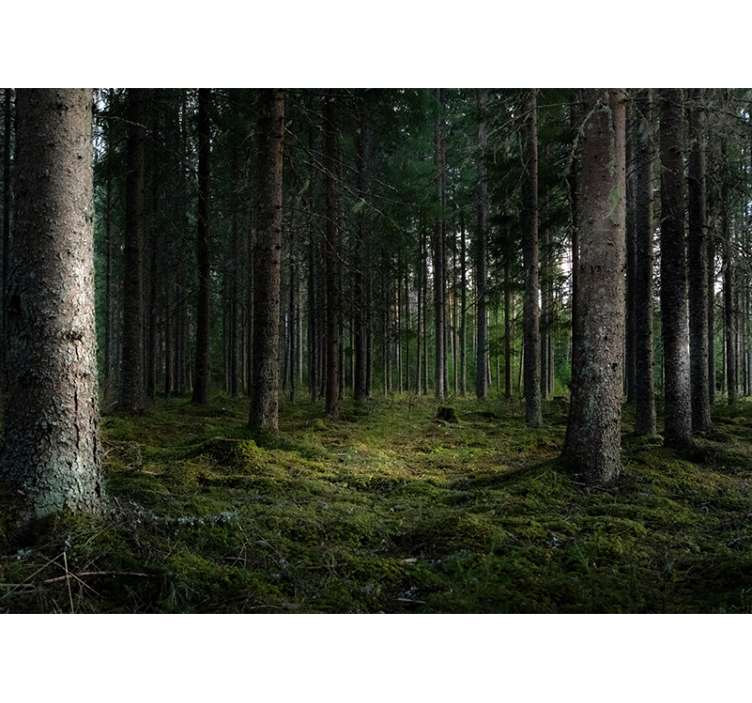 Lugnt landskap Fototapeter Skogar - Tenstickers