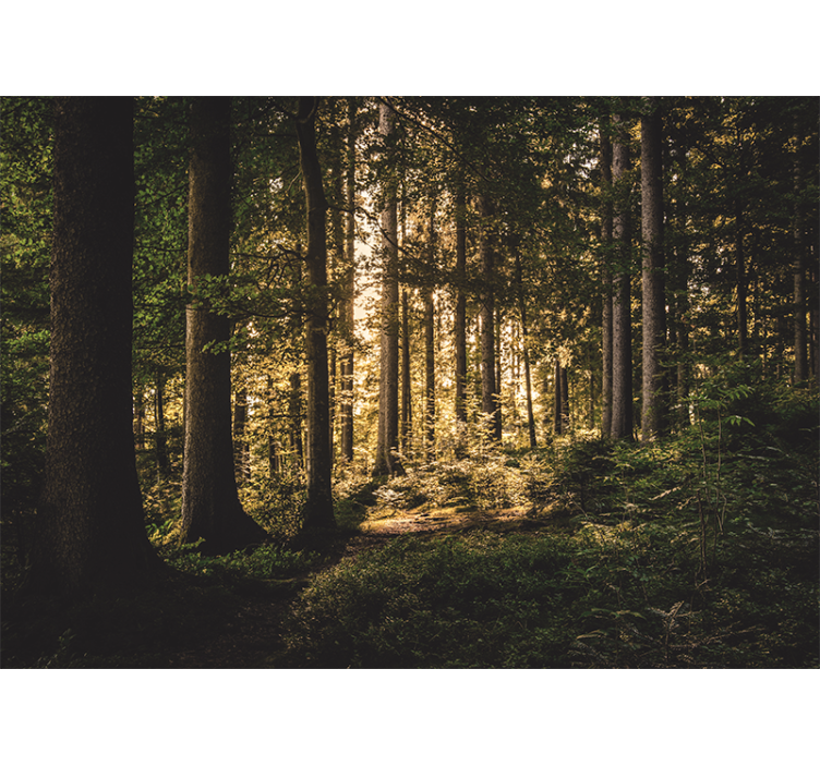 Fototapeter skogar ljus skogsstig - Tenstickers