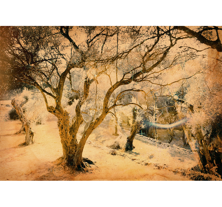 Fototapeter skogar gyllene olivträd - Tenstickers