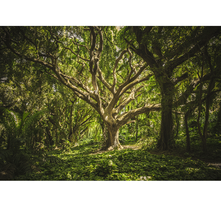 Fototapeter skogar storslagen trädkrona - Tenstickers