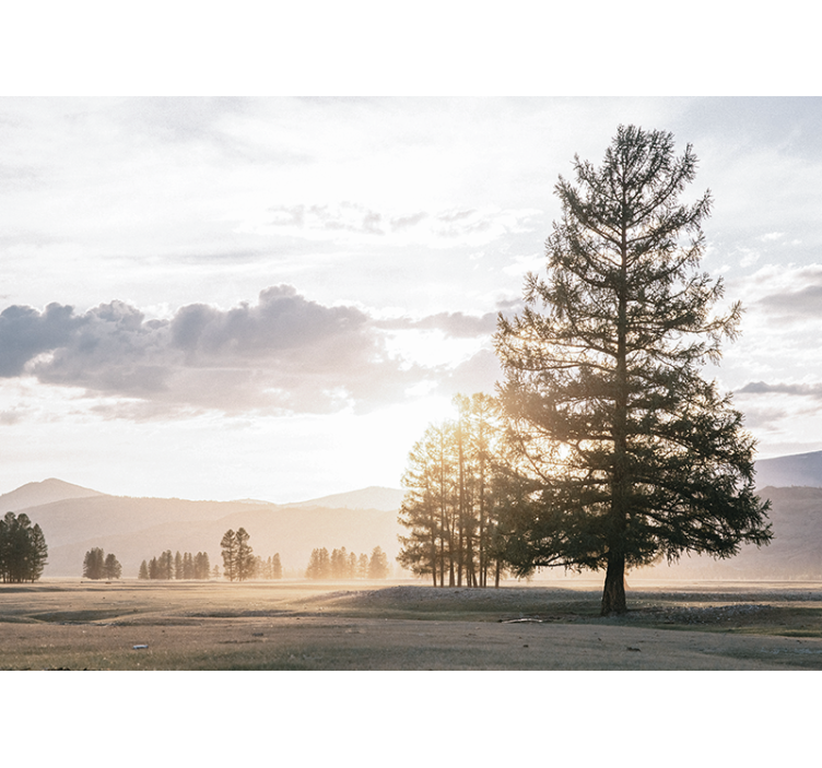 Fototapeter natur stilla tall silhuett - Tenstickers