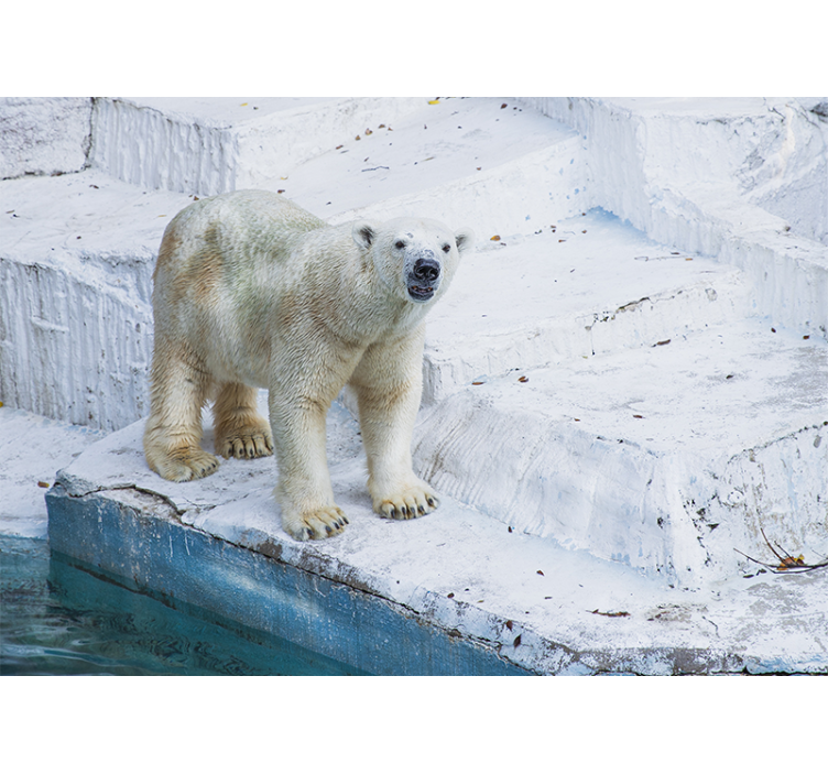 Fototapeter djur isbjörnsposition - Tenstickers