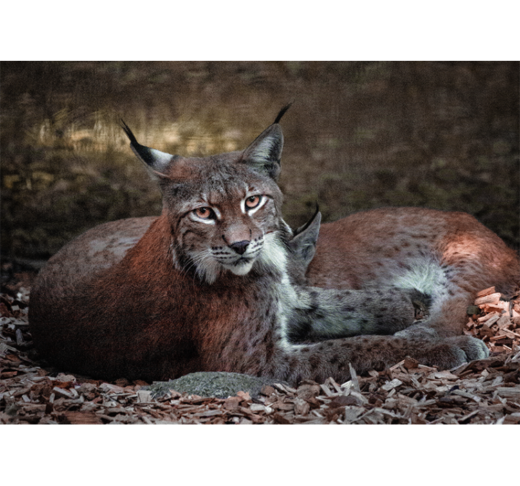 Fototapeter djur lynx som sover par - Tenstickers