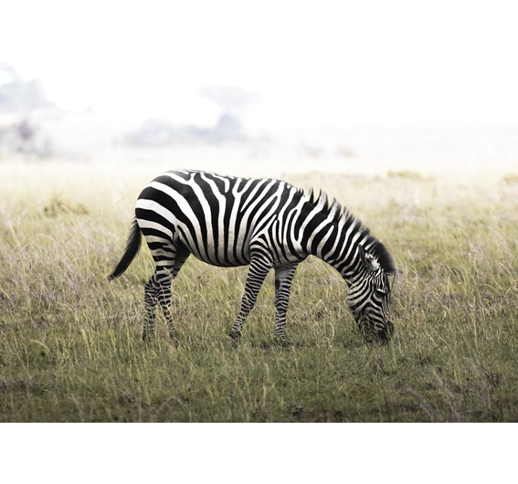 Fototapeter djur zebra betande i lugn - Tenstickers