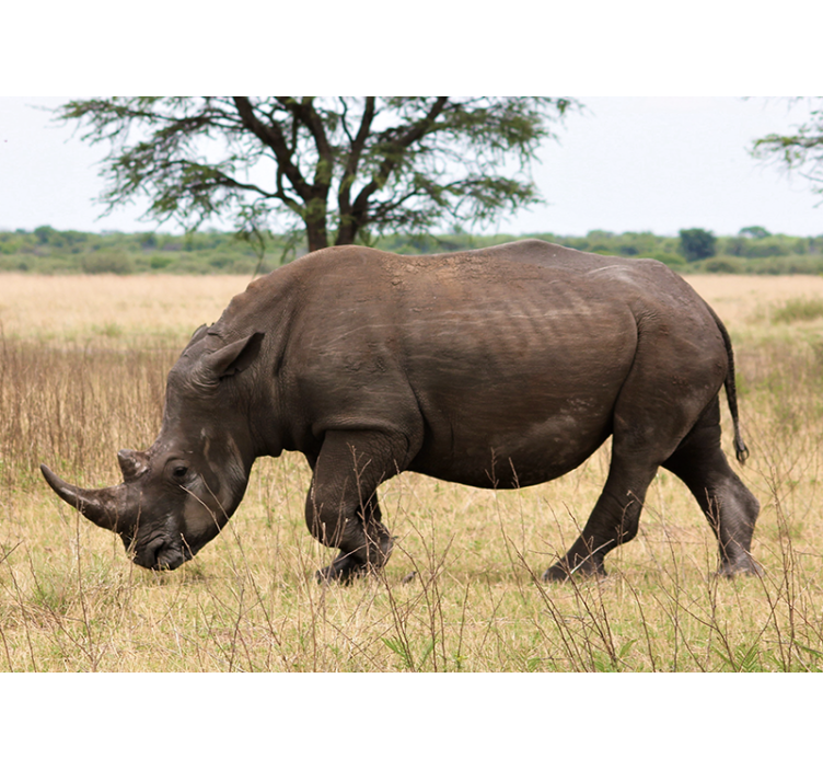 Fototapeter djur rhinocerus betande serengeti - Tenstickers