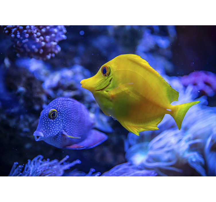 Blå och gula fiskar fototapet - Tenstickers