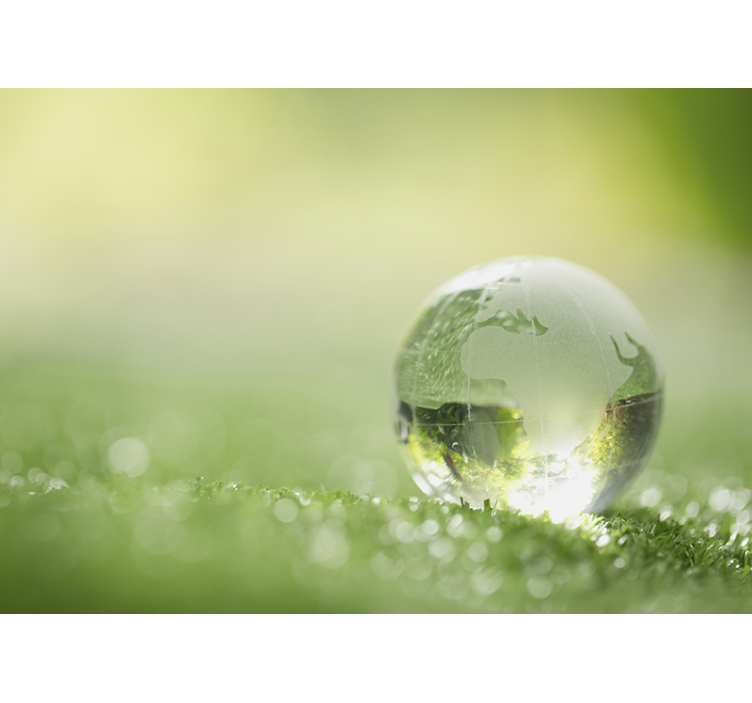 Skog fototapet droppe vatten över gräs - Tenstickers