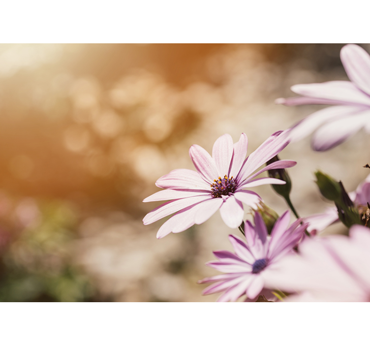 Fototapeter blommor rosa blomsterknopp - Tenstickers