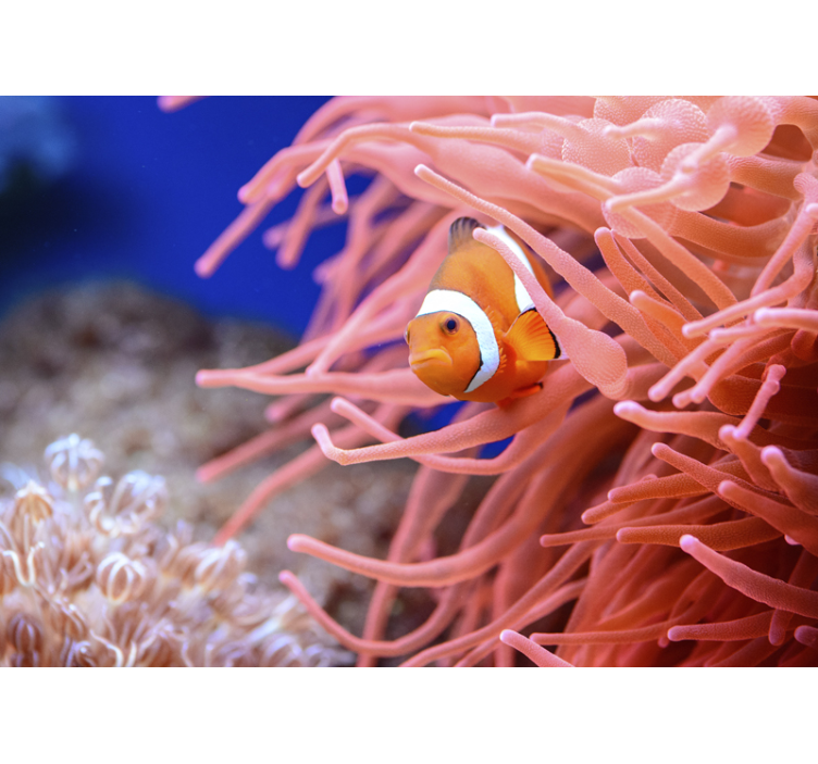 Clownfish djur fototapet - Tenstickers