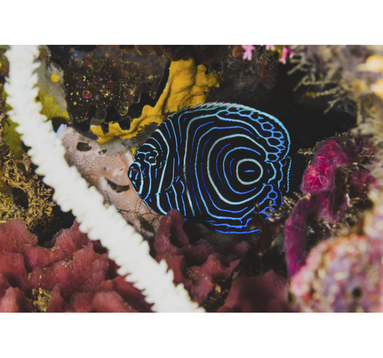 Exotiska blå djur fototapet - Tenstickers