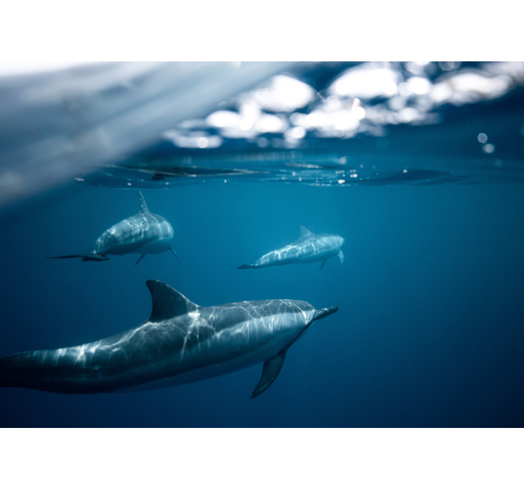 Simmande delfiner scen Fototapeter djur - Tenstickers