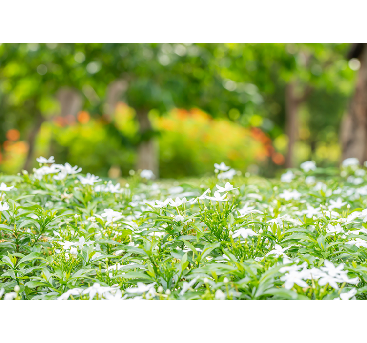 Fototapeter blommor lush vita blommor - Tenstickers