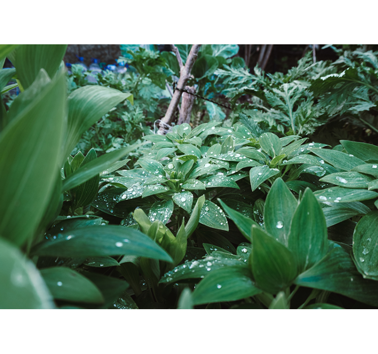 Grönt blad med vattendroppar 3d fototapeta - Tenstickers