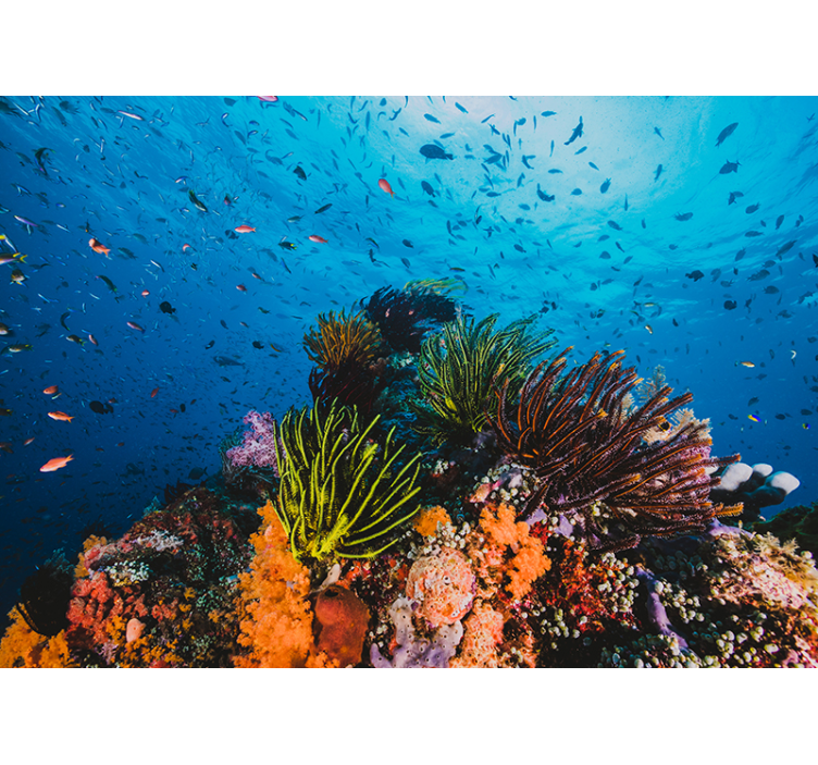 Korallrev under havets fototapeta - Tenstickers