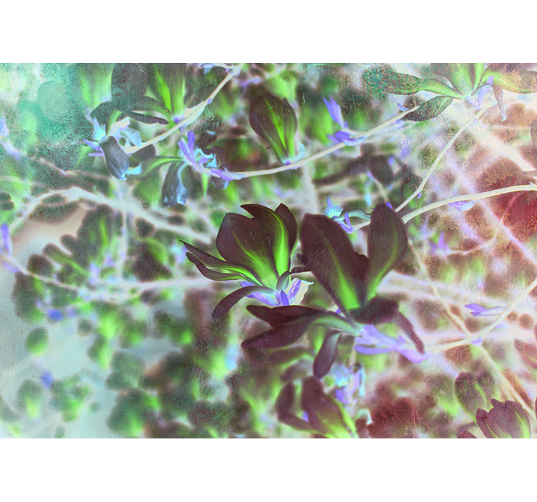 Magnoliablomningsexplosion Fototapeter Orkidéer - Tenstickers