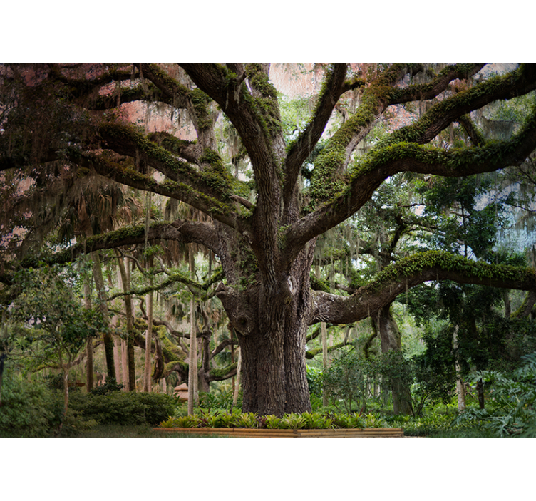 Stora vackra träd vardagsrum fototapeta - Tenstickers